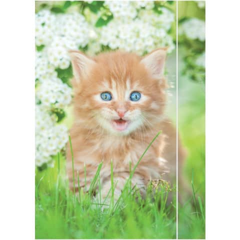 RNK Verlag - Zeichenmappe Katze - A3, mit Gummizugverschluss, PP